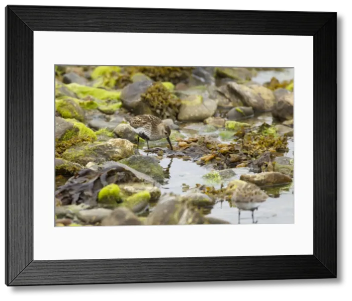Framed Print : Picture No. 10894471 Framed Print : Picture No. 10894471