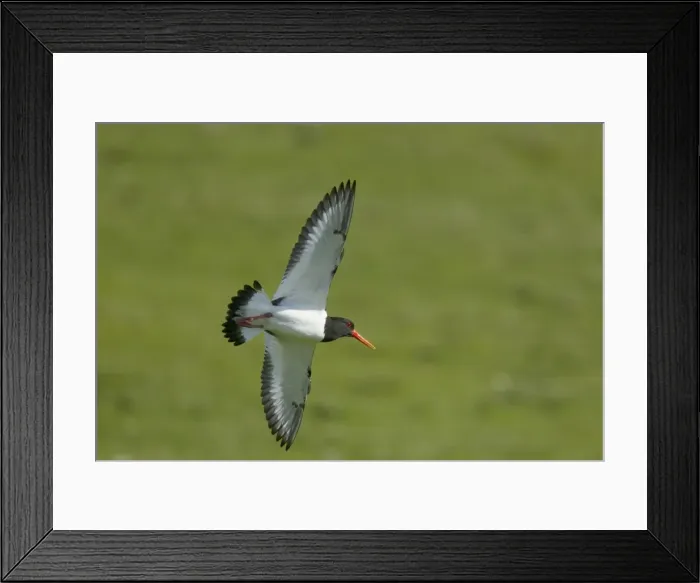 Framed Print : Picture No. 10894480 Framed Print : Picture No. 10894480