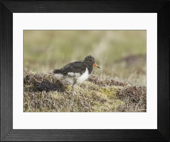 Framed Print : Picture No. 10894477 Framed Print : Picture No. 10894477