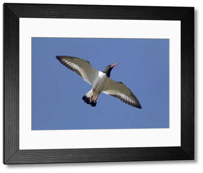 Framed Print : Picture No. 10894482 Framed Print : Picture No. 10894482