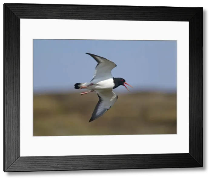Framed Print : Picture No. 10894483 Framed Print : Picture No. 10894483