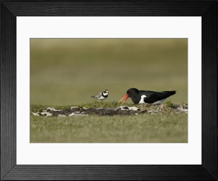 Framed Print : Picture No. 10894487 Framed Print : Picture No. 10894487
