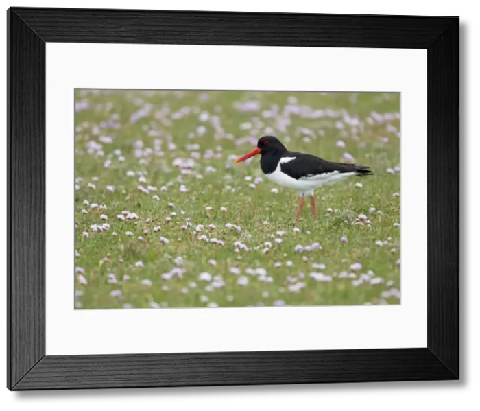 Framed Print : Picture No. 10894479 Framed Print : Picture No. 10894479