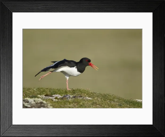 Framed Print : Picture No. 10894488 Framed Print : Picture No. 10894488
