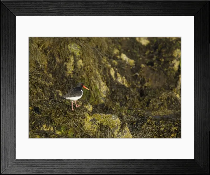 Framed Print : Picture No. 10894484 Framed Print : Picture No. 10894484