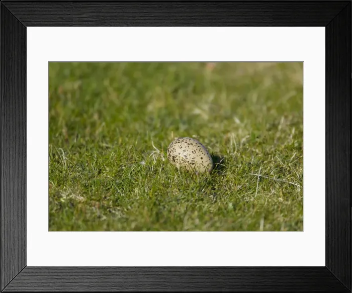 Framed Print : Picture No. 10894485 Framed Print : Picture No. 10894485