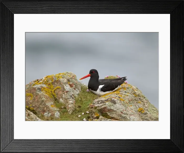 Framed Print : Picture No. 10894491 Framed Print : Picture No. 10894491