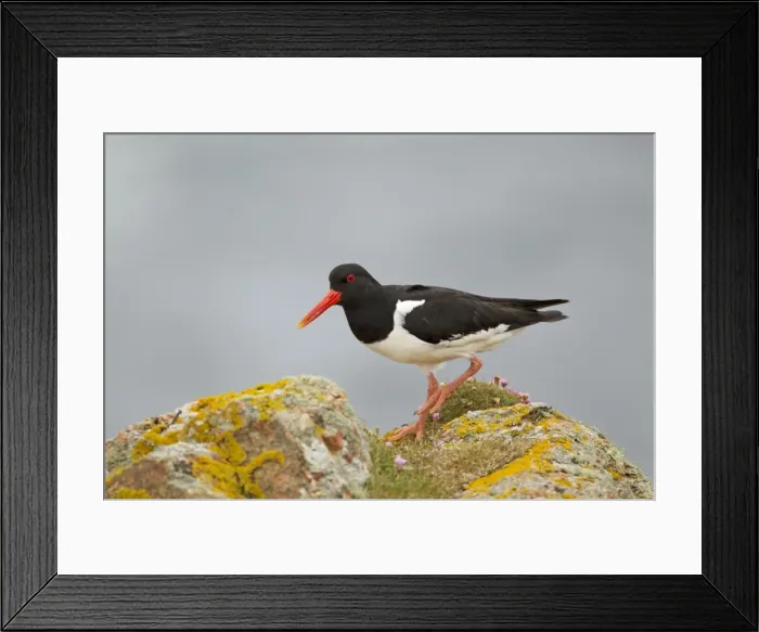 Framed Print : Picture No. 10894492 Framed Print : Picture No. 10894492