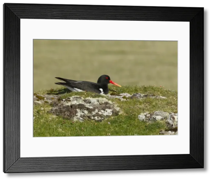 Framed Print : Picture No. 10894486 Framed Print : Picture No. 10894486