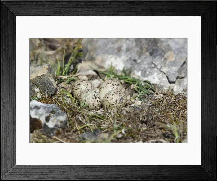 Framed Print : Picture No. 10894493 Framed Print : Picture No. 10894493
