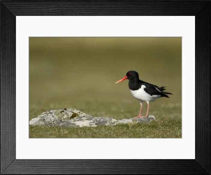 Framed Print : Picture No. 10894490 Framed Print : Picture No. 10894490