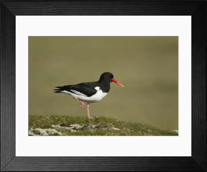 Framed Print : Picture No. 10894489 Framed Print : Picture No. 10894489