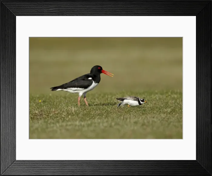 Framed Print : Picture No. 10894497 Framed Print : Picture No. 10894497