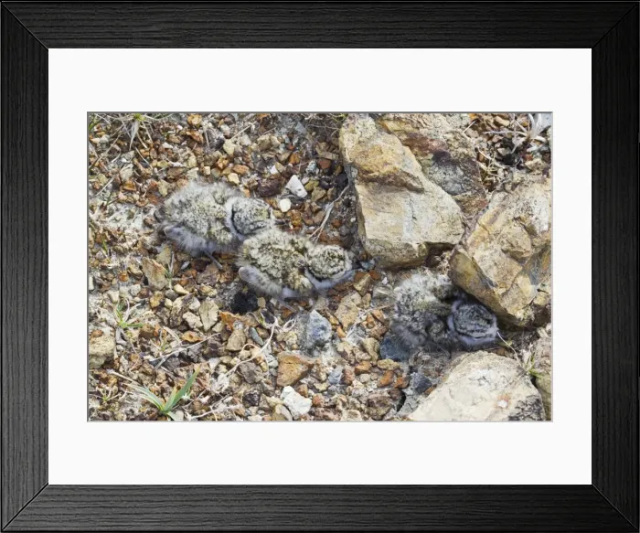 Framed Print : Picture No. 10894495 Framed Print : Picture No. 10894495