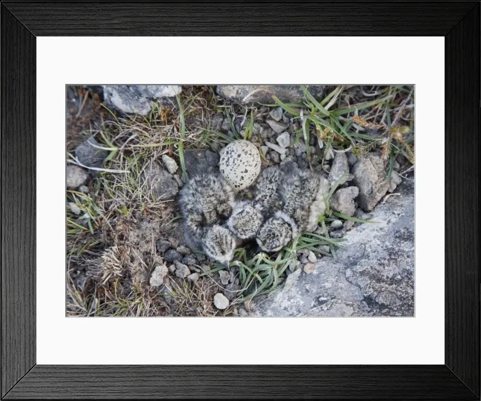 Framed Print : Picture No. 10894494