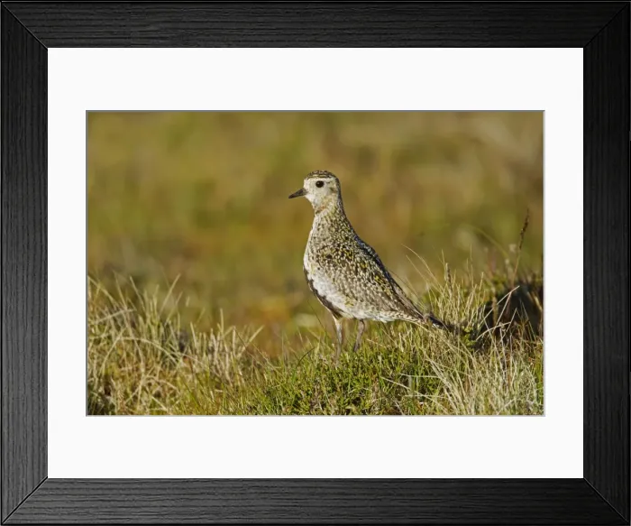 Framed Print : Picture No. 10894498 Framed Print : Picture No. 10894498