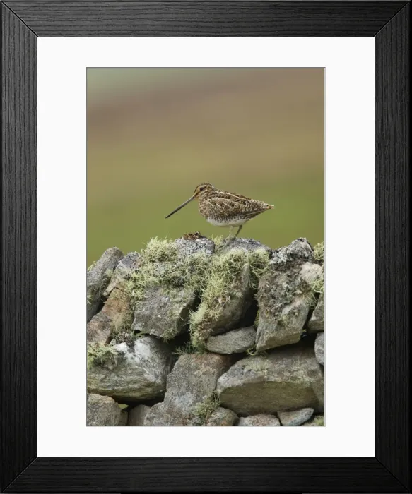 Framed Print : Picture No. 10894501 Framed Print : Picture No. 10894501