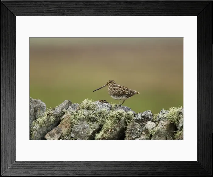 Framed Print : Picture No. 10894500 Framed Print : Picture No. 10894500