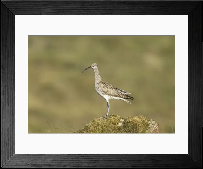 Framed Print : Picture No. 10894503 Framed Print : Picture No. 10894503
