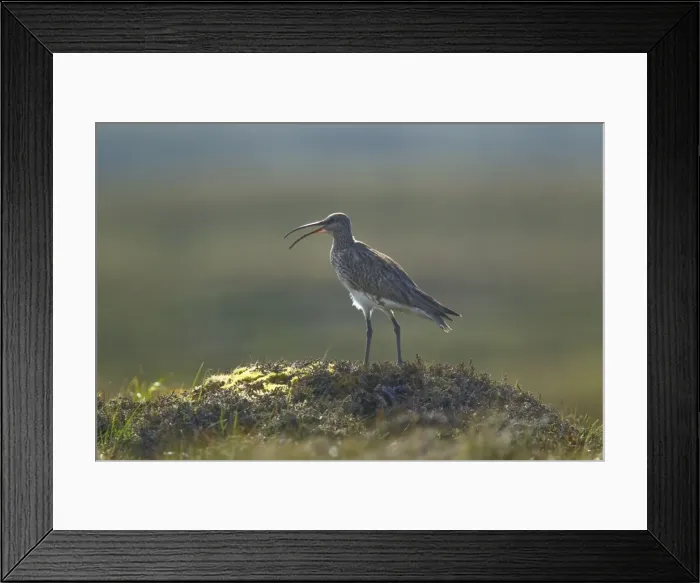 Framed Print : Picture No. 10894502 Framed Print : Picture No. 10894502