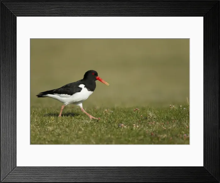 Framed Print : Picture No. 10894505 Framed Print : Picture No. 10894505