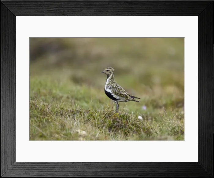 Framed Print : Picture No. 10894499 Framed Print : Picture No. 10894499