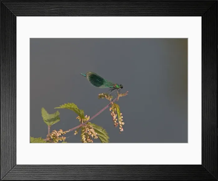 Framed Print : Picture No. 10894506 Framed Print : Picture No. 10894506