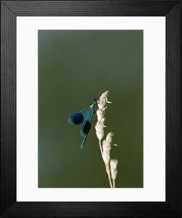 Framed Print : Picture No. 10894507 Framed Print : Picture No. 10894507