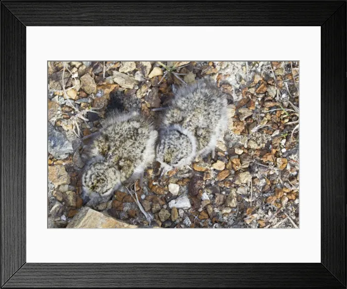 Framed Print : Picture No. 10894496 Framed Print : Picture No. 10894496