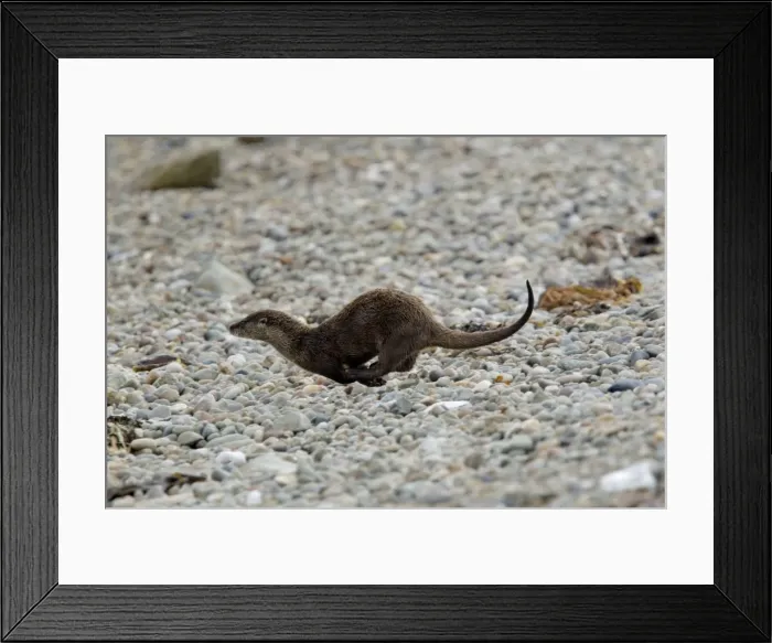 Framed Print : Picture No. 10894553 Framed Print : Picture No. 10894553