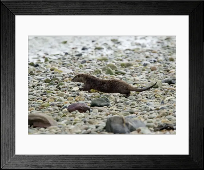 Framed Print : Picture No. 10894554 Framed Print : Picture No. 10894554