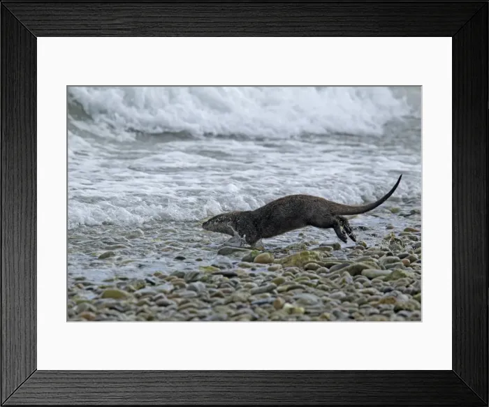 Framed Print : Picture No. 10894555 Framed Print : Picture No. 10894555