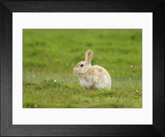 Framed Print : Picture No. 10894556 Framed Print : Picture No. 10894556