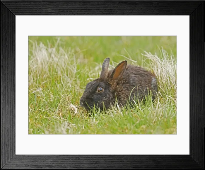 Framed Print : Picture No. 10894557 Framed Print : Picture No. 10894557