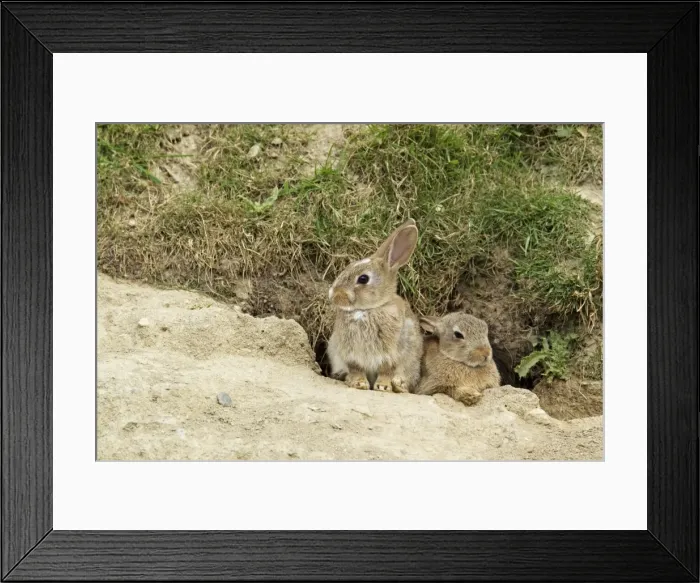Framed Print : Picture No. 10894559