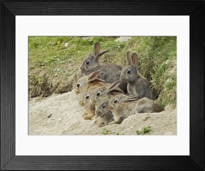 Framed Print : Picture No. 10894558