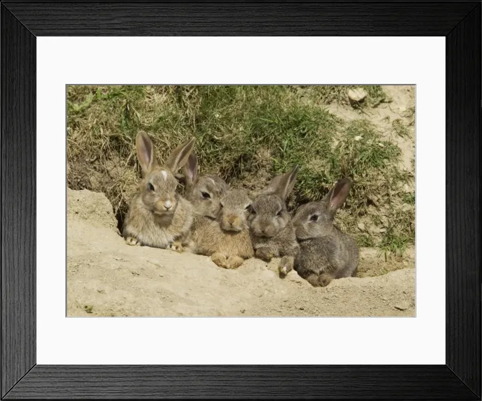 Framed Print : Picture No. 10894560 Framed Print : Picture No. 10894560