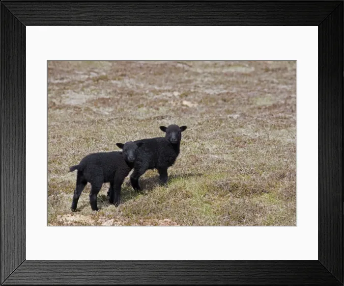 Framed Print : Picture No. 10894565 Framed Print : Picture No. 10894565