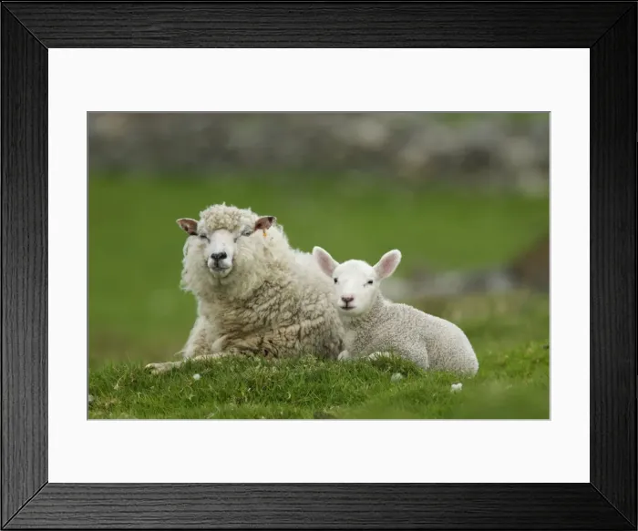 Framed Print : Picture No. 10894569 Framed Print : Picture No. 10894569