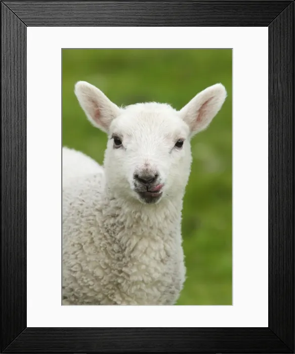Framed Print : Picture No. 10894570 Framed Print : Picture No. 10894570