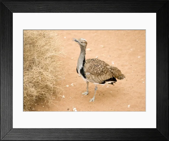 Framed Print : Picture No. 10894623 Framed Print : Picture No. 10894623
