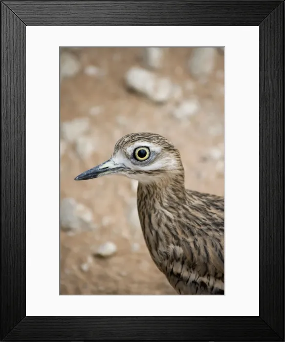 Framed Print : Picture No. 10894625 Framed Print : Picture No. 10894625