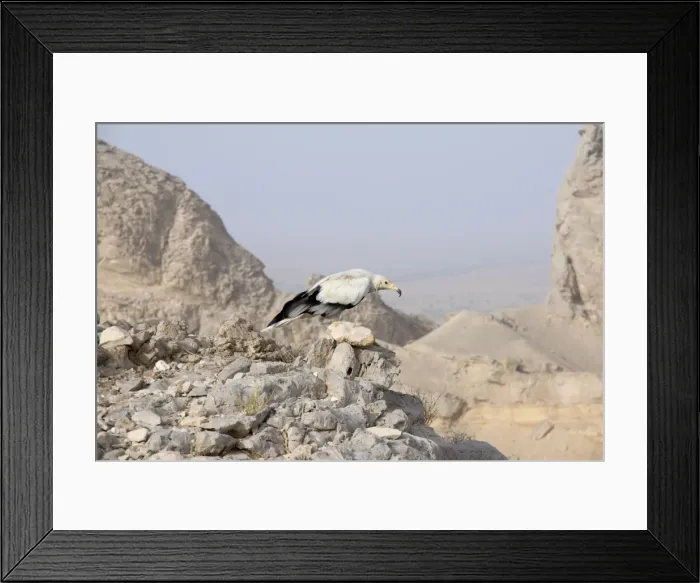 Framed Print : Picture No. 10894620 Framed Print : Picture No. 10894620