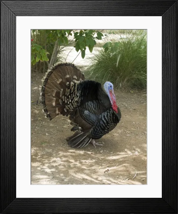 Framed Print : Picture No. 10894618 Framed Print : Picture No. 10894618