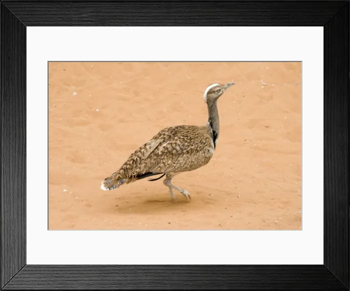Framed Print : Picture No. 10894622 Framed Print : Picture No. 10894622