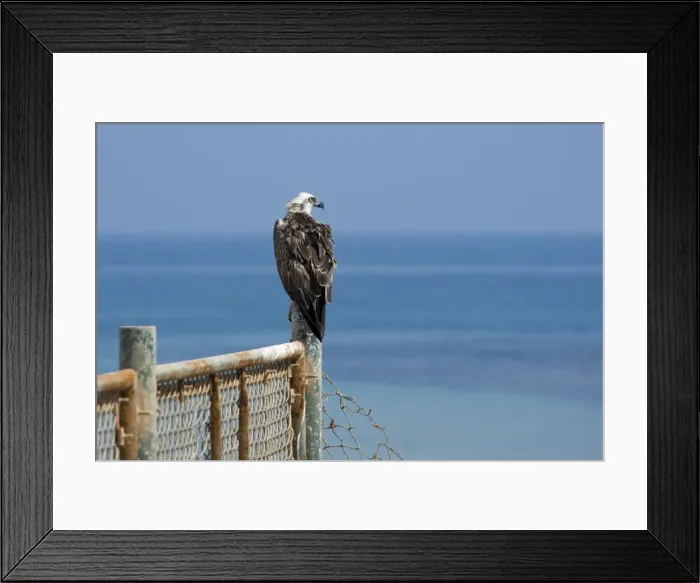 Framed Print : Picture No. 10894633 Framed Print : Picture No. 10894633