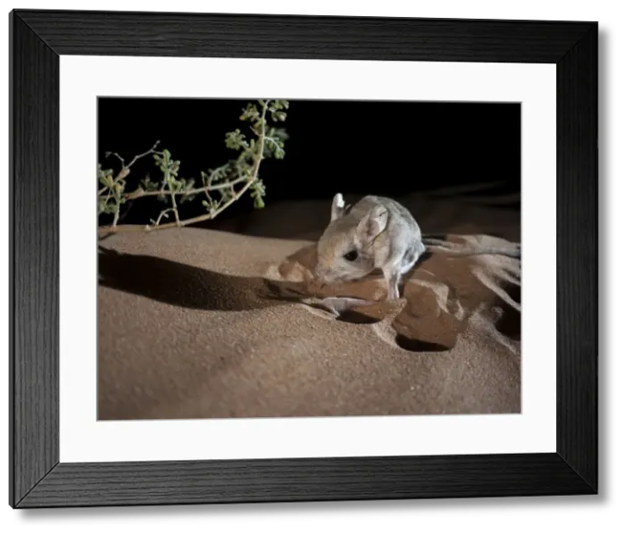 Framed Print : Picture No. 10894638 Framed Print : Picture No. 10894638