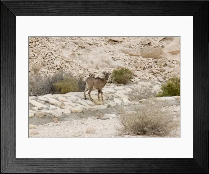 Framed Print : Picture No. 10894640 Framed Print : Picture No. 10894640
