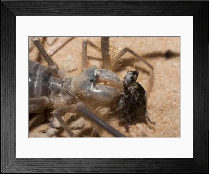 Framed Print : Picture No. 10894636 Framed Print : Picture No. 10894636