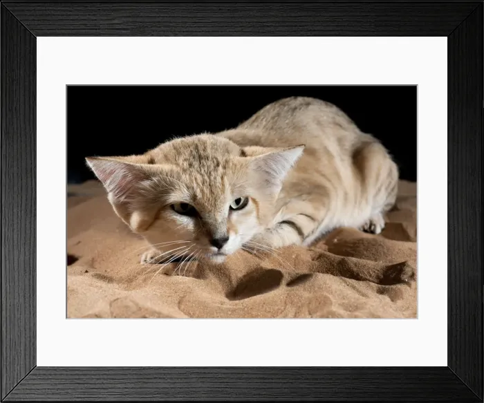 Framed Print : Picture No. 10894641 Framed Print : Picture No. 10894641